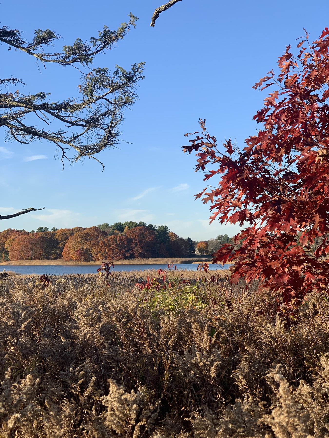 mountain view with red trees
