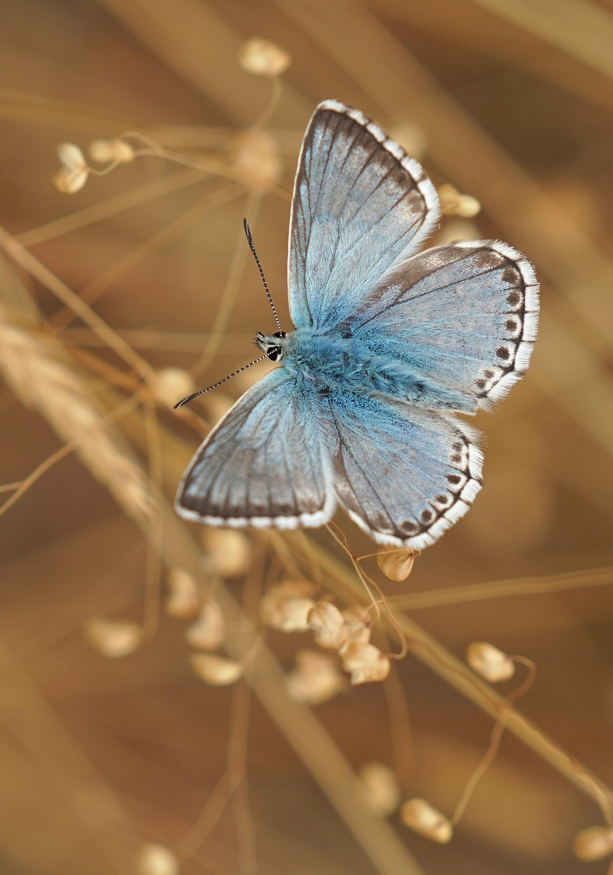Image by Bob Brewer